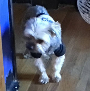 Meet your Posher, Freddie